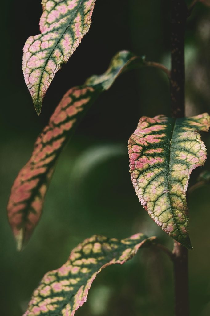 leaves, plant, bicolor leaves, flora, autumn, fall, fall leaves, leaf veins, leaf structure, forest, nature, closeup, leaves, leaves, plant, plant, plant, plant, plant, leaf veins, forest, forest, nature, nature, nature, nature