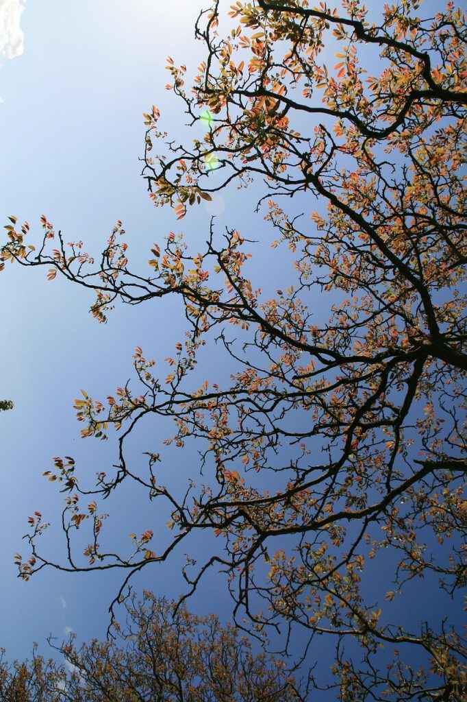 tree, nature, heaven, branches